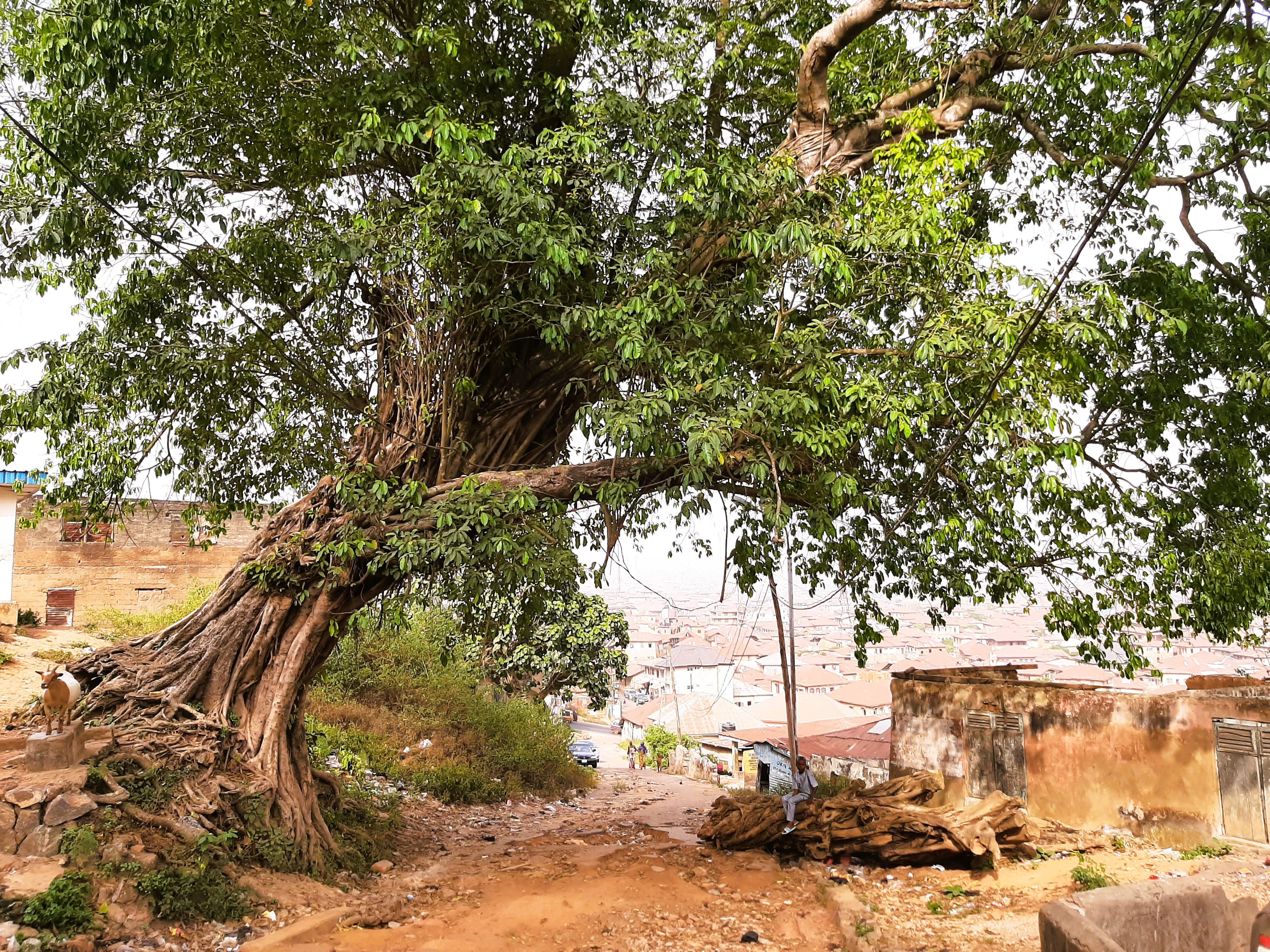 Knowledges and attachments to urban plants in Sub-Saharan Africa (Benin, Cameroon, Nigeria, Senegal): identification and production of a heritage from below – INFRAPATRI 